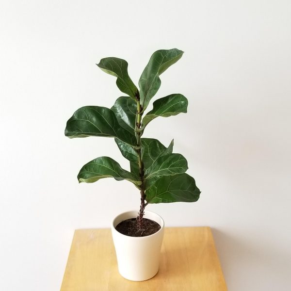 Fiddle Leaf Fig