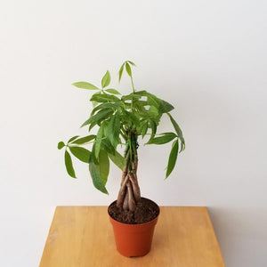 Money Tree Small