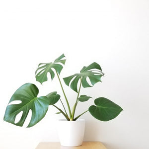 Monstera Plant