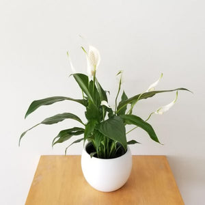 Peace Lily