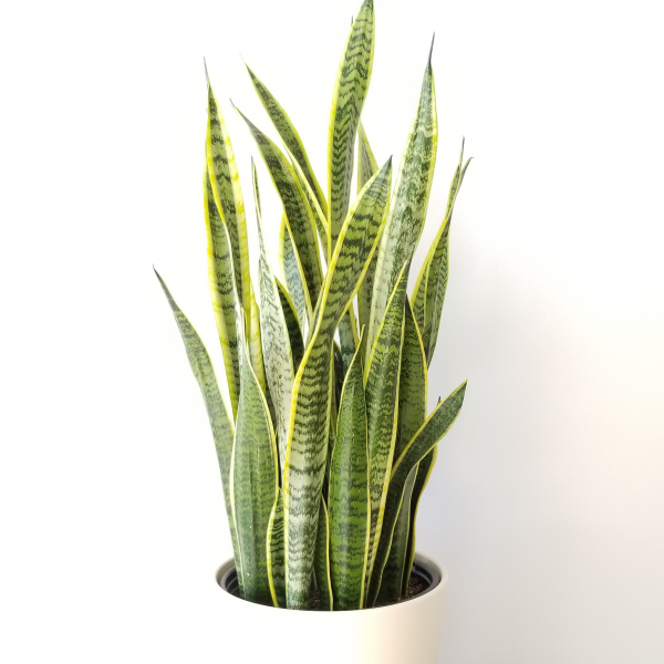 Snake Plant